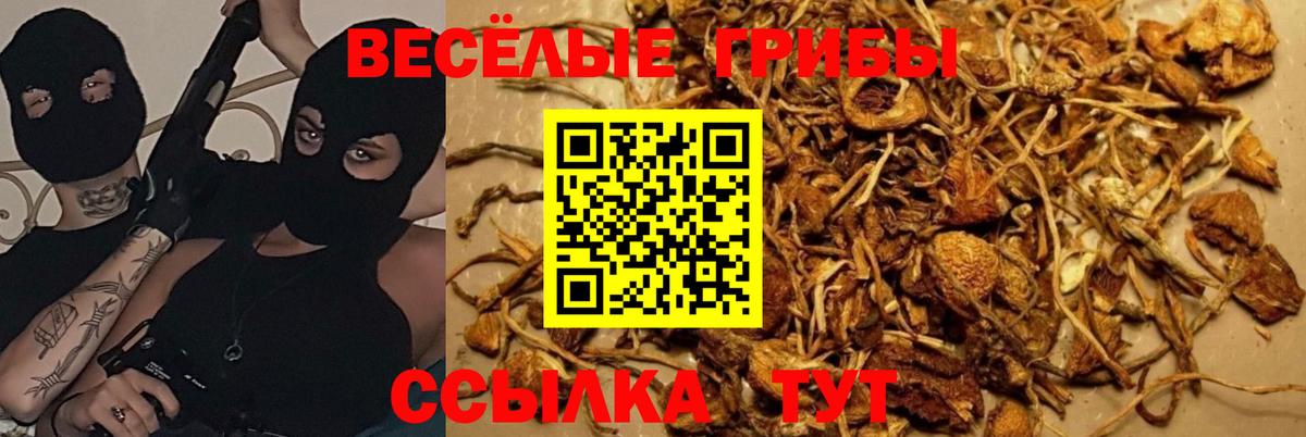 Верхняя Салда  Псилоцибиновые грибы Psilocybine cubensis  Вход с VPN 